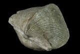 Pyrite Replaced Brachiopod (Paraspirifer) Fossil - Ohio #135562-1